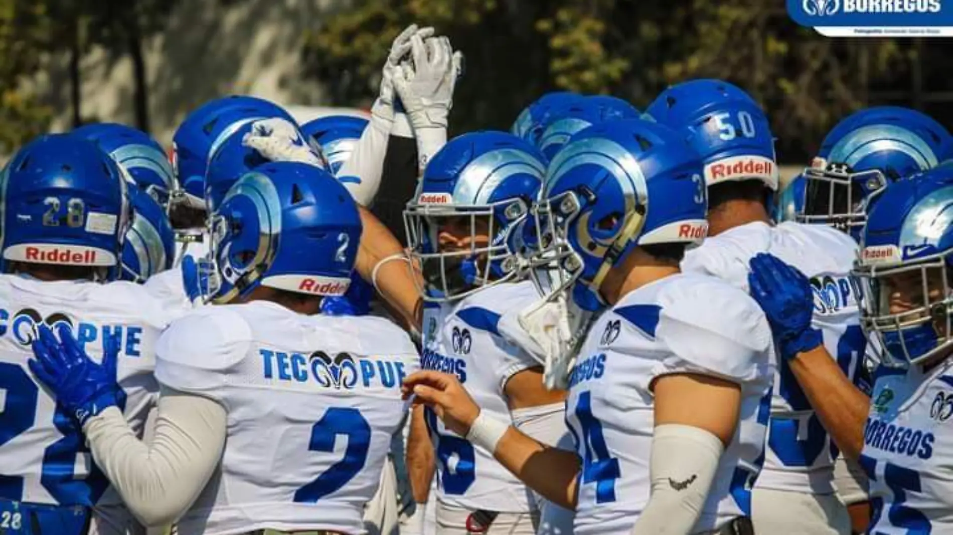 Se estrenan en la ONEFA Borregos logran su primer triunfo